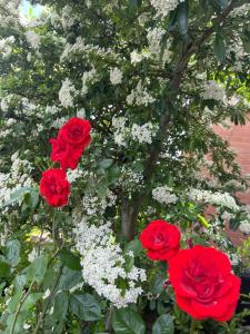 Studio-like room with own entrance