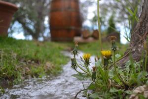 Cabañas La Mercedes-Cabaña 1