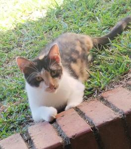 Cata Bed & Breakfast - se admiten mascotas en rohrmoser