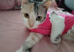 Cata Bed Breakfast Pet-friendly