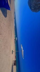 تاهيتي باي الجراوله