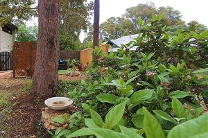 Dreamweaver Studio - town forest retreat