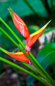 Santa Teresa, Cóbano, Puntarenas, Costa Rica.