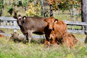 Berry Luxury Barn House