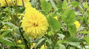 Dreamy Wonders Resorts