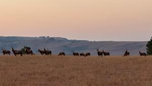 Dullstroom Self Catering Blue Crane Estate 66