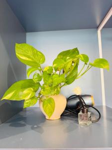 FLAMINGO Ibiza HaiTien - Ivy Abtel