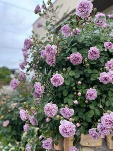 Thiên Sơn Hotel Côn Đảo