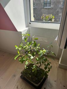 Sejours chez l'habitant Les remparts de Guerande : photos des chambres