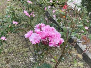 Villas A l-ombre des pins : photos des chambres