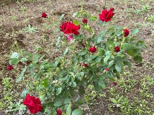 Villas A l-ombre des pins : photos des chambres