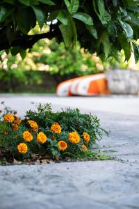 GuestHouse Mrshe Palace