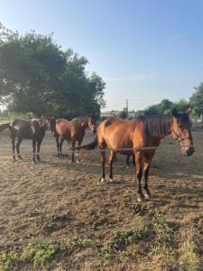 Maisons de vacances Cottage de Charme - Casa Calina & son Jardin Secret : photos des chambres