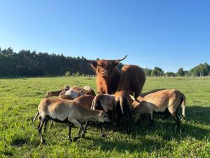 Łąka MOO agroturystyka nad jeziorem, jacuzzi