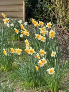 Forest view shepherds hut Hare hut