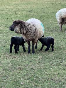 Forest view shepherds hut Hare hut