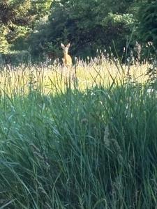 inNature Haurholm Apartments