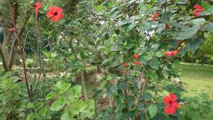 Villa com piscinas - Quintinha do Lago