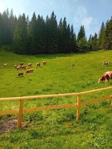 Koča na Kranjski dolini Krnica 93 a,Pokljuka