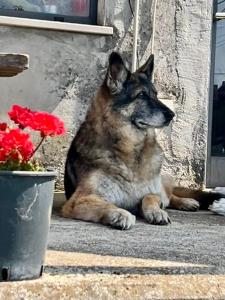 Loft immerso nel verde
