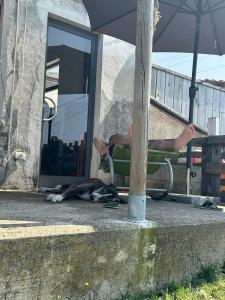 Loft immerso nel verde