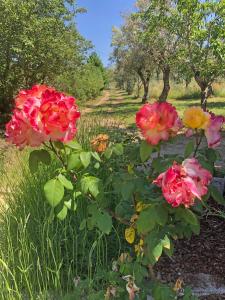 Ola Linda - Casa de Campo -