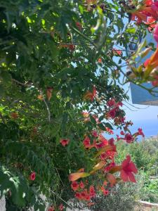 Guesthouse Seaview Dhermi