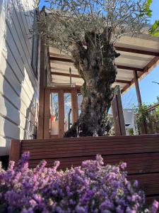 Sous les pins du Bassin - Mobile Home avec jardin