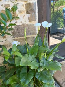 Appartements Gite 5, Domaine Logis Gascogne : photos des chambres