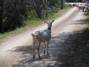 B&B / Chambres d'hotes Sous les chenes : photos des chambres