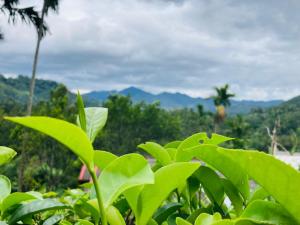 ELLA GREEN SHELTER free pickup