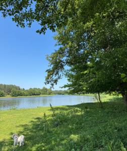 Leśne zacisze nad Narwią
