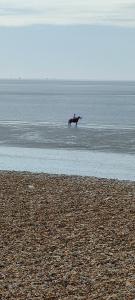 Guest suite 50m from the beach