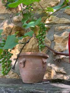 Appartements Adosse a la falaise de Domme, toit-terrasse, Belle vue : photos des chambres
