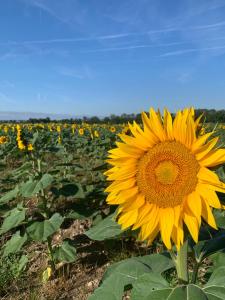 Maisons de vacances Cosy French retreat in Brettes : photos des chambres