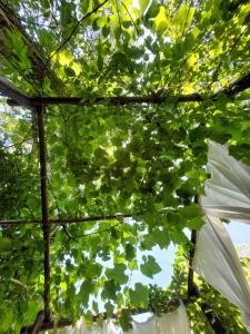 Insolite - Nuit à la belle étoile dans gazébo thaï près de la rivière