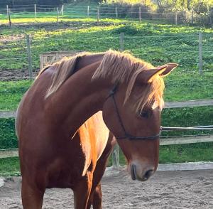 Fermes Gite du Haras du Suet : photos des chambres