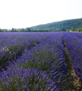 Bel appartement avec jardin