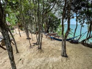 Bufo Alvarius Sanctuary Bacalar