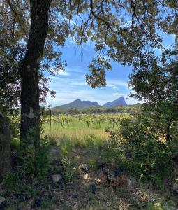 Appartements Mas de Cala, gites detente au Pic Saint Loup : photos des chambres