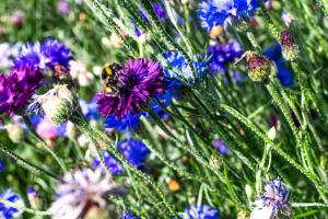 Maisons de vacances Cite Jardin : photos des chambres