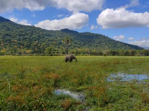 Villa Liwonde - Cottage