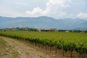 Tenuta Tre Gemme in Cantina - Don Rocco