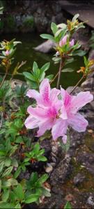 Locação na Serra da Cantareira