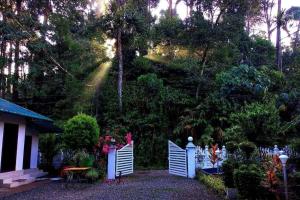 Mist Nest Munnar