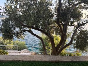 Olive Tree Apartment