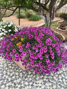 4 Seasons Suites Paradise Near Airport And Beach