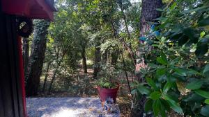 Chalets Le Cabanon entoure de Pins : photos des chambres