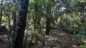 Chalets Le Cabanon entoure de Pins : photos des chambres