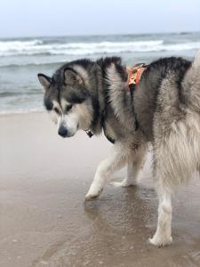 Apartamenty nad morzem Przy Klifie 2 Dębina - 4hvězdičkové hotely ve městě Debina